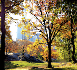 Trees in City